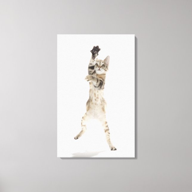 Kitten standing on back paws canvas print (Front)