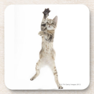 Kitten standing on back paws coaster