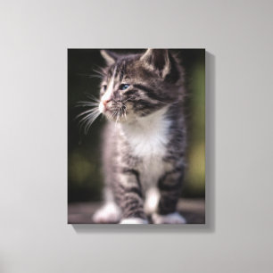 Kitten Standing Tall Canvas Print