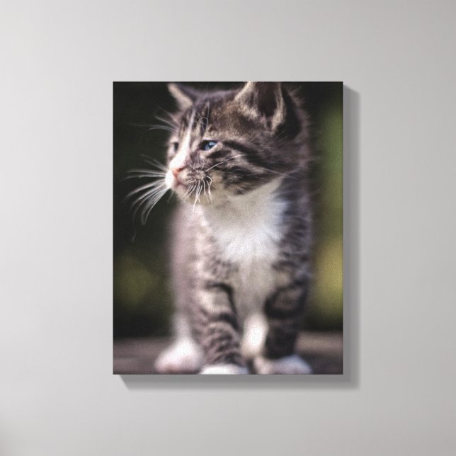 Kitten Standing Tall Canvas Print (Front)