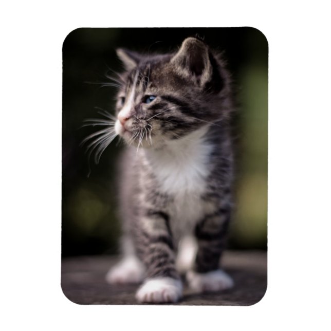Kitten Standing Tall Magnet (Vertical)