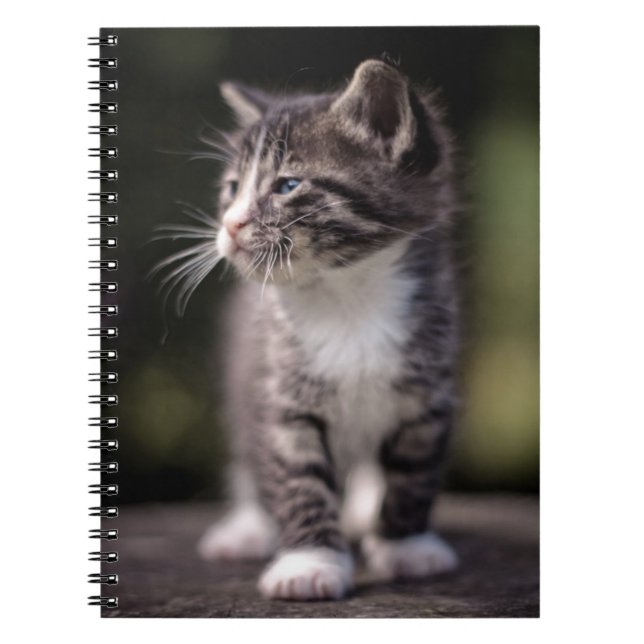 Kitten Standing Tall Notebook (Front)