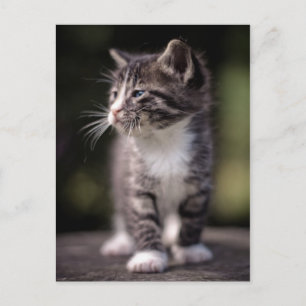 Kitten Standing Tall Postcard