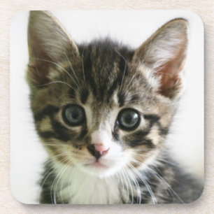 Kitten Stare Coaster