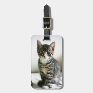 Kitten Stare Luggage Tag