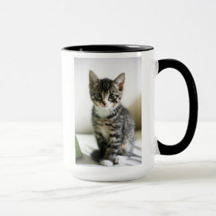 Kitten Stare Mug