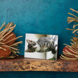 Kitten Stare Plaque