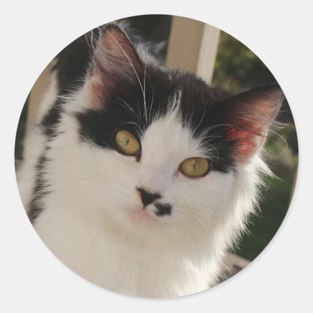Kitten sticker (Front)