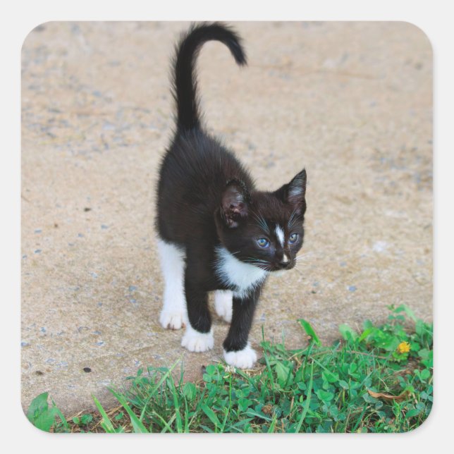 Kitten Sticker (Front)