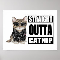 Kitten Straight Outta Catnip