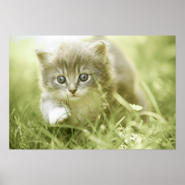 Kitten taking steps in the grass poster (Front)