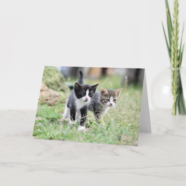 Kitten Thank You Card (Front)