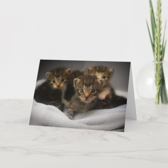 Kitten Thank You Card (Front)