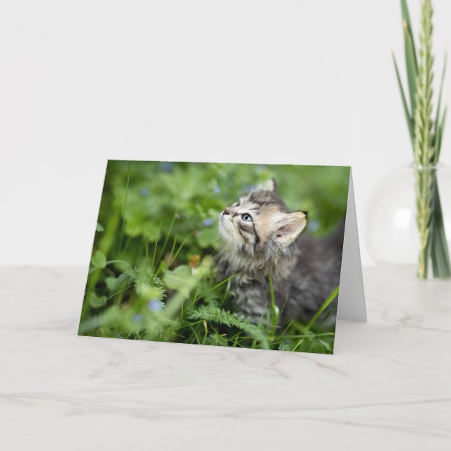 Kitten Thank You Card (Front)