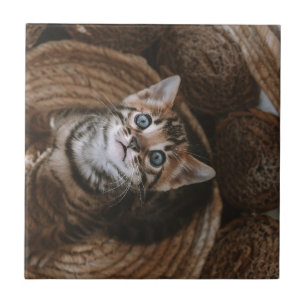 Kitten Tile