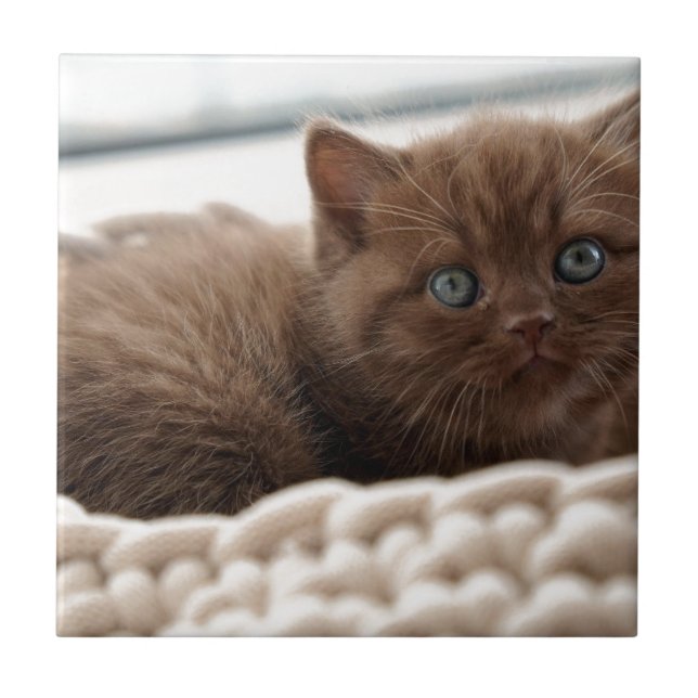 Kitten Tile (Front)
