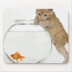 Kitten trying to get at a goldfish mouse mat