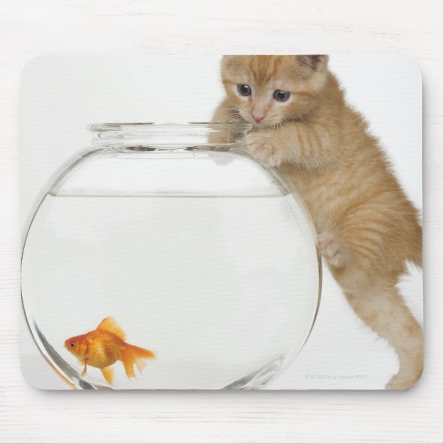 Kitten trying to get at a goldfish mouse mat (Front)