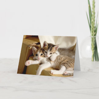 Kitten Twins Blank Greeting Thank You Card