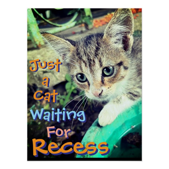 Kitten waiting for recess Poster (Front)