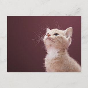 Kitten Whiskers Postcard