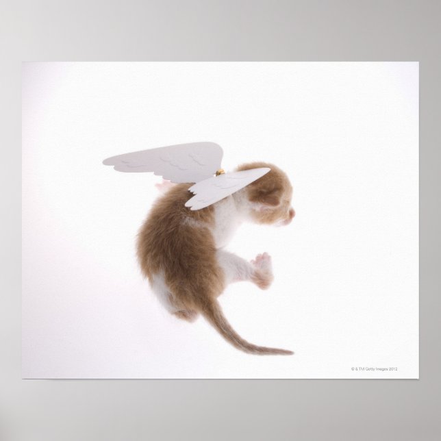 Kitten with angel wings attached to back, rear poster (Front)