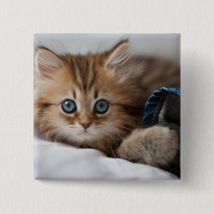 Kitten With Blue Eyes 15 Cm Square Badge