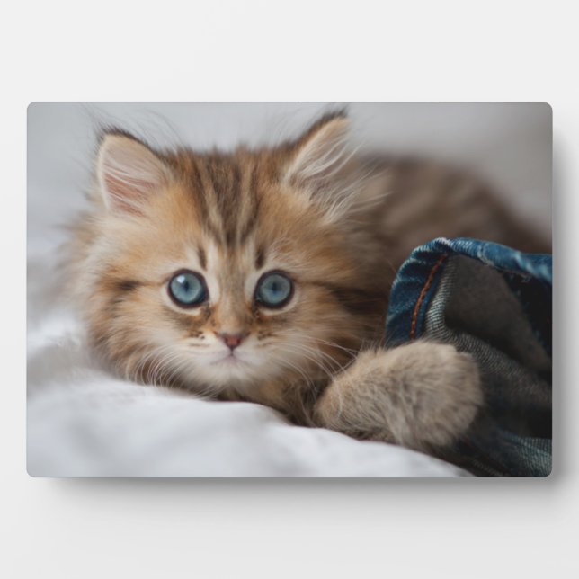 Kitten With Blue Eyes Plaque (Front)