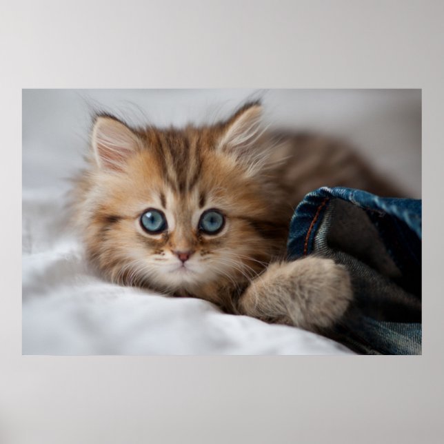 Kitten With Blue Eyes Poster (Front)