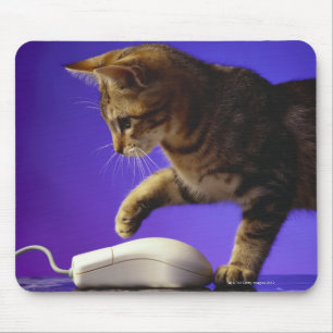 Kitten with computer mouse mat