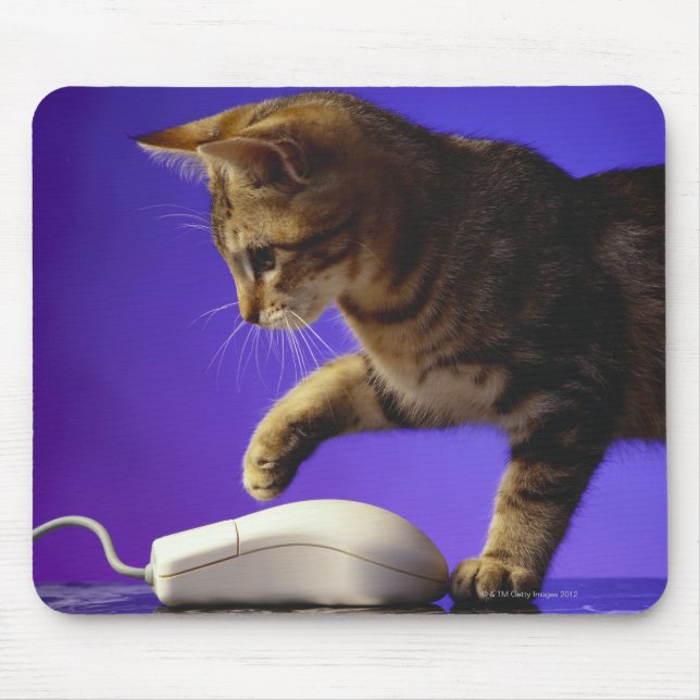 Kitten with computer mouse mat (Front)