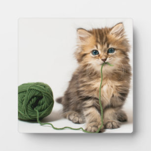 Kitten With Green Yarn Plaque
