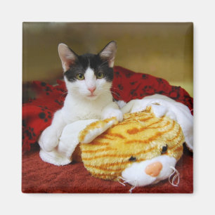 Kitten With Toy Tiger Magnet