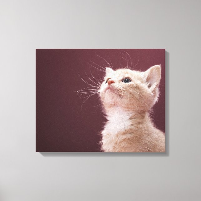 Kitten with Whiskers Canvas Print (Front)