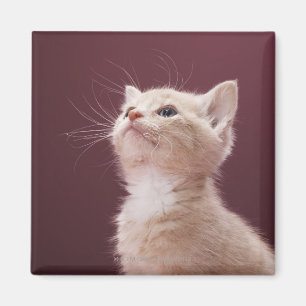 Kitten with Whiskers Magnet