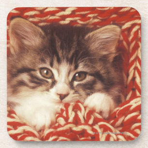 Kitten wrapped in woollen blanket, close-up coaster