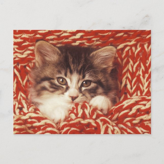 Kitten wrapped in woollen blanket, close-up postcard (Front)