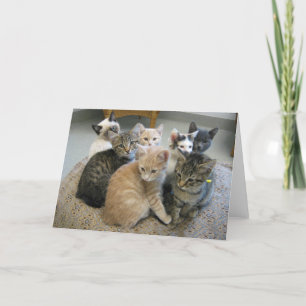 Kittens 048 card