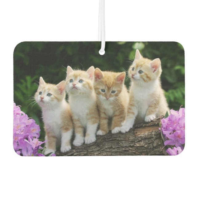 Kittens Air Freshener (Front)