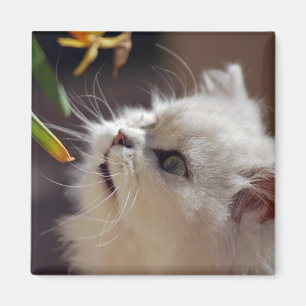 Kittens are nature lovers magnet