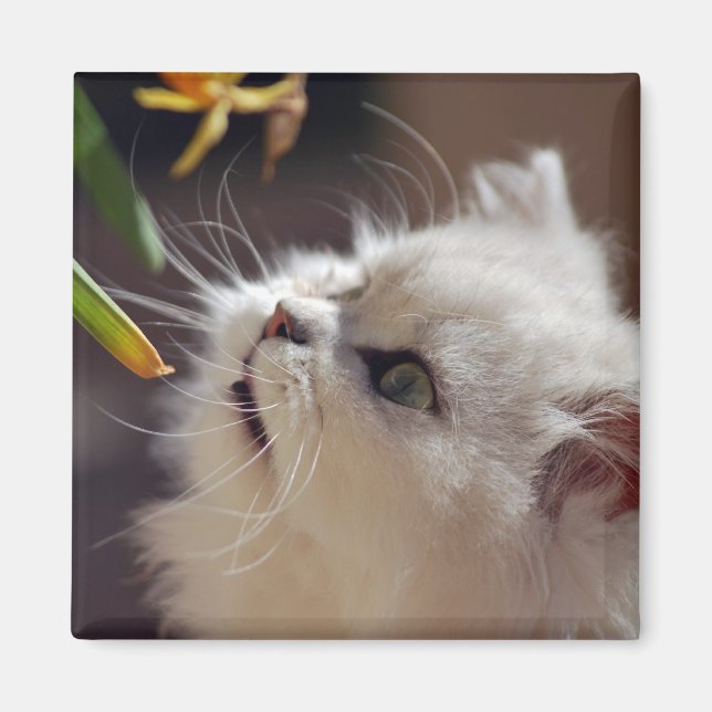 Kittens are nature lovers magnet (Front)