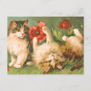 Kittens at Play Postcard