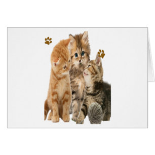 Kittens at play products