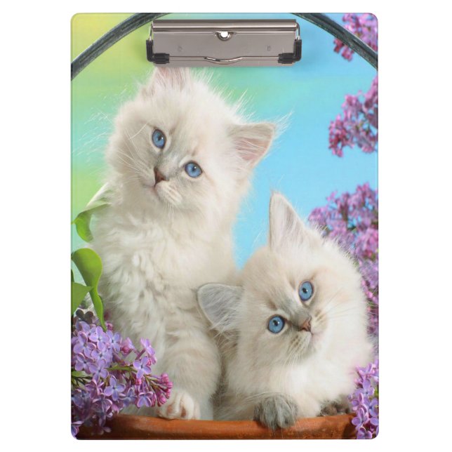 Kittens/Clipboard Clipboard (Front)