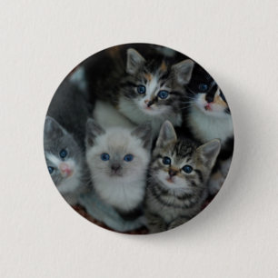 Kittens In A Basket 6 Cm Round Badge