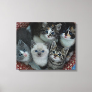 Kittens In A Basket Canvas Print