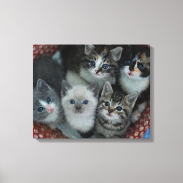 Kittens In A Basket Canvas Print (Front)