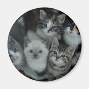 Kittens In A Basket Magnet