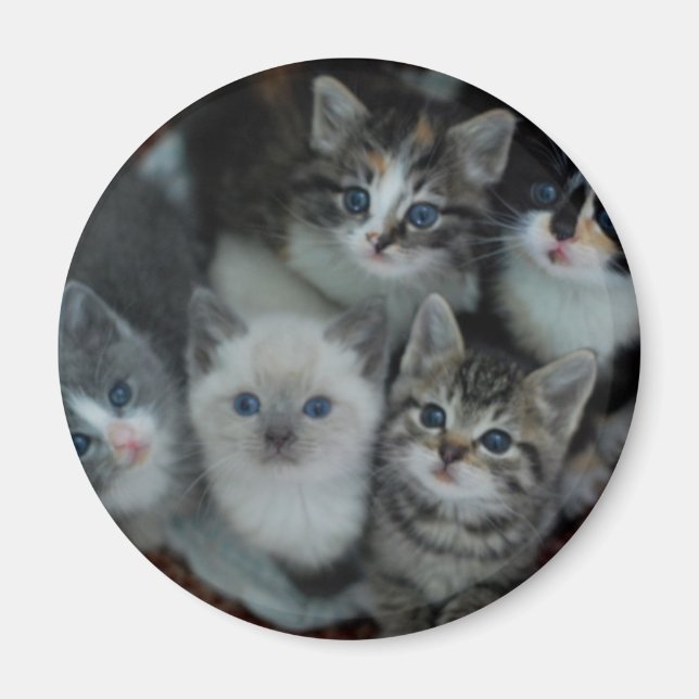 Kittens In A Basket Magnet (Front)