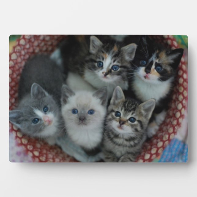 Kittens In A Basket Plaque (Front)